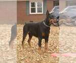 Small #19 Doberman Pinscher