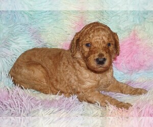 Labradoodle Puppy for sale in LA HABRA, CA, USA