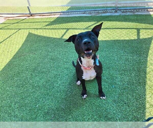 Medium Photo #1 American Staffordshire Terrier-Unknown Mix Puppy For Sale in Grand Prairie, TX, USA