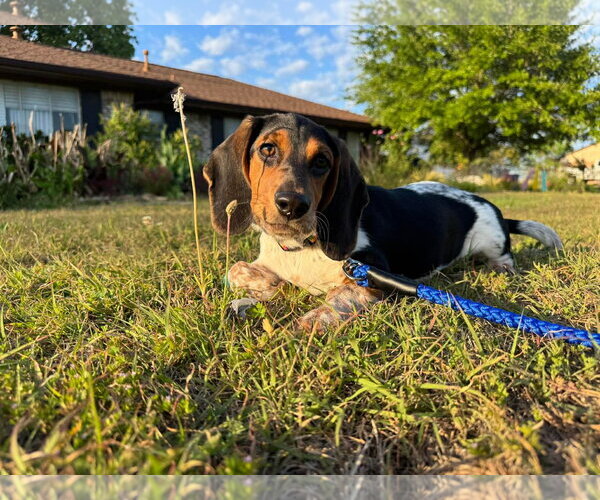 Medium Photo #3 Basset Hound Puppy For Sale in Carrollton, TX, USA