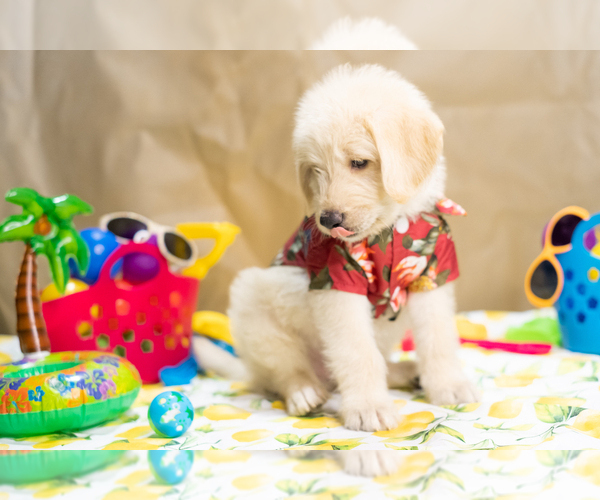 Medium Photo #9 Labradoodle Puppy For Sale in PEYTON, CO, USA