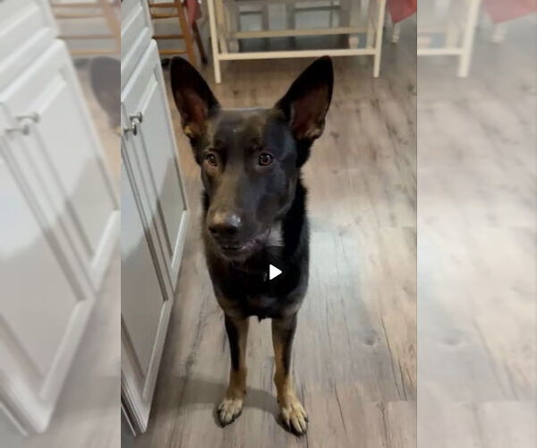 Medium Photo #11 German Shepherd Dog Puppy For Sale in Winston Salem, NC, USA