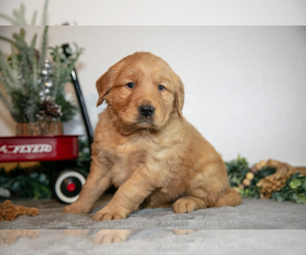 Medium Photo #1 Golden Retriever Puppy For Sale in WOLCOTTVILLE, IN, USA