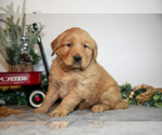 Puppy Fiona Golden Retriever