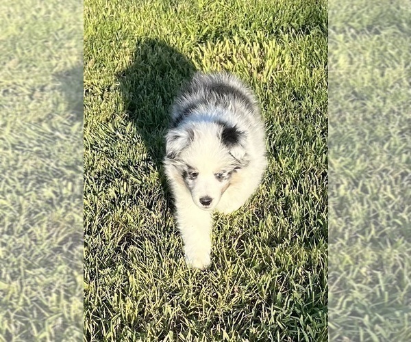 Medium Photo #11 Shetland Sheepdog Puppy For Sale in FORT MORGAN, CO, USA