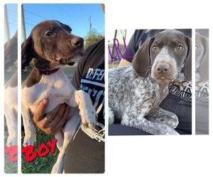 German Shorthaired Pointer Puppy for sale in WINTERS, TX, USA