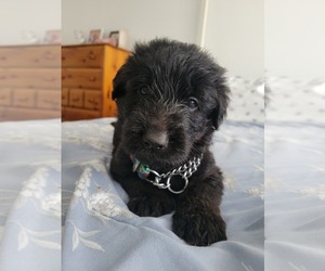 German Shepherd Dog-Goldendoodle Mix Puppy for sale in SANFORD, FL, USA