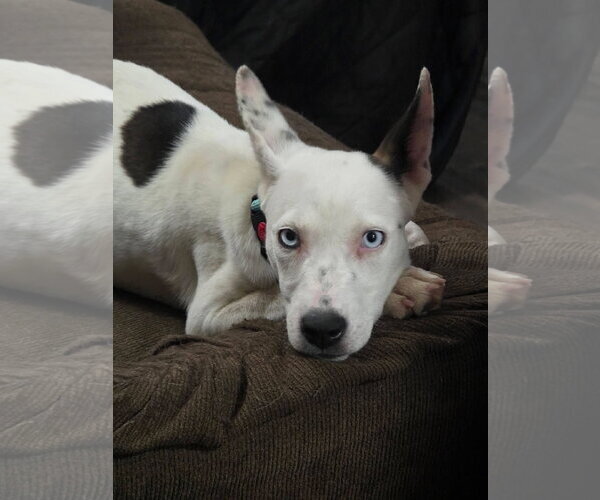 Medium Photo #1 Mutt Puppy For Sale in New London, WI, USA