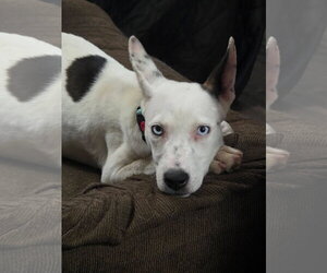Mutt Dogs for adoption in New London, WI, USA