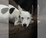 Ruthie - Female Mutt Dog for Adoption - Small photo