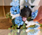 Small #3 Labrador Retriever Mix