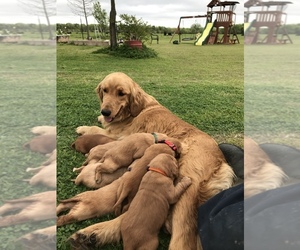 Mother of the Golden Retriever puppies born on 03/19/2020