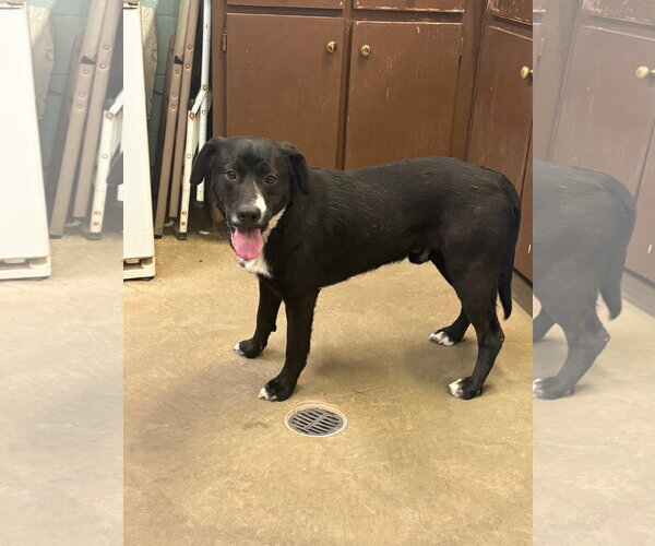 Medium Photo #1 Labrador Retriever-Unknown Mix Puppy For Sale in Amarillo, TX, USA