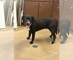 Small Labrador Retriever Mix