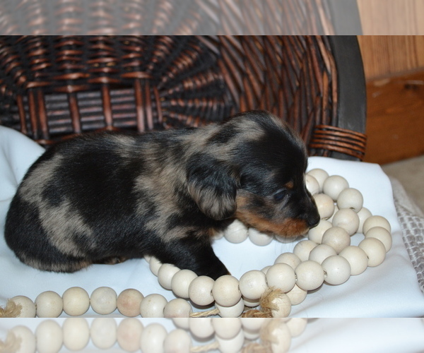 Medium Photo #3 Dachshund Puppy For Sale in GREENWOOD, WI, USA