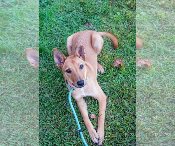 Medium Photo #4 Shiba Inu-Unknown Mix Puppy For Sale in NEWPORT NH, NH, USA