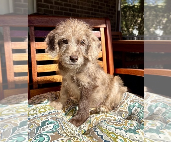 Medium Photo #5 Labradoodle Puppy For Sale in NOBLESVILLE, IN, USA