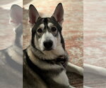 Small #7 Siberian Husky