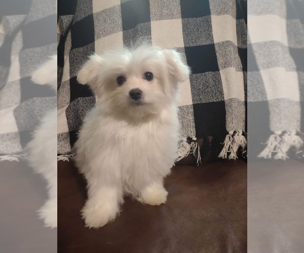 Medium Photo #1 Maltese Puppy For Sale in SYLVA, NC, USA