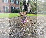 Small #5 American Pit Bull Terrier Mix