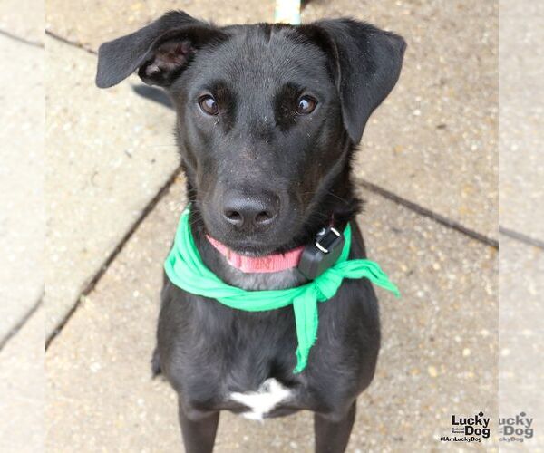 Medium Photo #9 Labrador Retriever-Unknown Mix Puppy For Sale in Washington, DC, USA