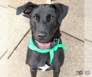 Parker - Female Labrador Retriever-Unknown Mix Dog for Adoption - Photo #9