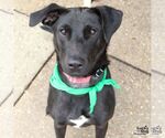 Small Photo #9 Labrador Retriever-Unknown Mix Puppy For Sale in Washington, DC, USA