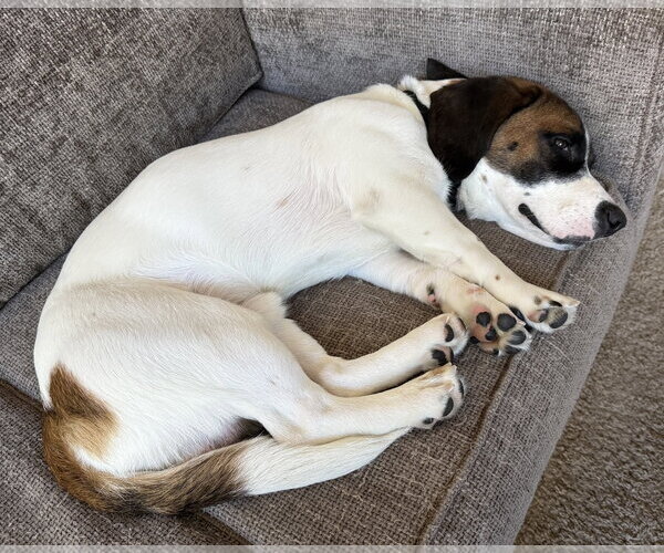 Medium Photo #3 Basset Hound-Unknown Mix Puppy For Sale in Petaluma, CA, USA