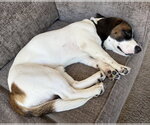 Small #2 Basset Hound Mix