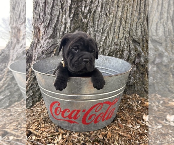 Medium Photo #3 Cocker-Pei Puppy For Sale in MIDDLEBURY, IN, USA