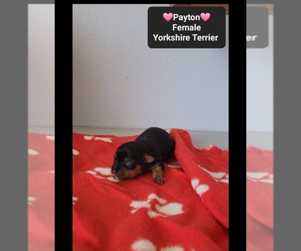 Medium Photo #3 Yorkshire Terrier Puppy For Sale in TUCSON, AZ, USA