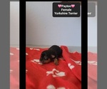 Small #2 Yorkshire Terrier