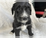 Small Photo #6 Aussiedoodle Puppy For Sale in AMBROSE, GA, USA