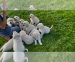 Small #20 English Cream Golden Retriever