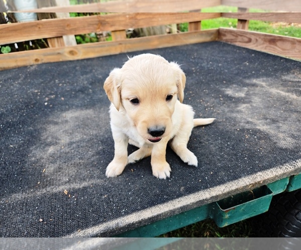 Medium Photo #4 Golden Retriever Puppy For Sale in LEON, KS, USA
