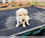 Small #3 Golden Retriever