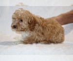 Small #12 Cockapoo (Miniature)
