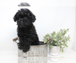 Small Photo #4 Poodle (Toy) Puppy For Sale in ROCKY MOUNT, NC, USA
