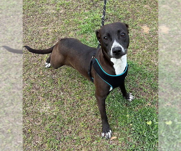 Medium Photo #4 Labrador Retriever-Unknown Mix Puppy For Sale in Tarrytown, GA, USA