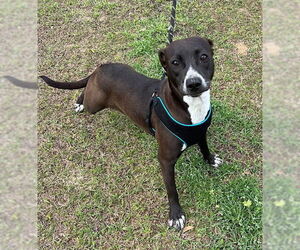 Tootsie - Female Labrador Retriever-Unknown Mix Dog for Adoption - Photo #4