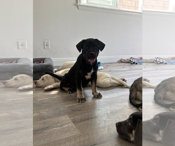 Medium Photo #1 Labrador Retriever-Unknown Mix Puppy For Sale in San Diego, CA, USA