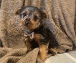 Small #5 Yorkshire Terrier