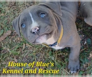 Medium American Pit Bull Terrier