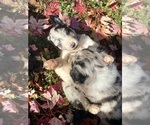 Small Photo #27 Australian Shepherd-F2 Aussiedoodle Mix Puppy For Sale in RALEIGH, NC, USA