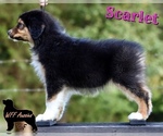 Puppy Scarlet Australian Shepherd