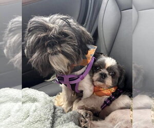 Ozzy - Male Shih Tzu Dog for Adoption - Photo #9