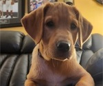 Small Photo #91 Labrador Retriever Puppy For Sale in BUFFALO, NY, USA