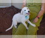 Small #2 Great Pyrenees Mix
