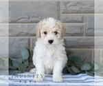 Small #1 Poochon