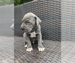 Small Photo #5 Great Dane Puppy For Sale in GREENVILLE, NC, USA